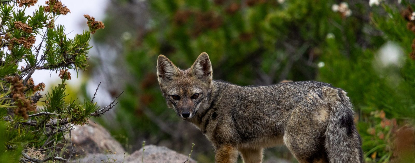 Fotografía de naturaleza y fauna en Chile